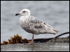 glaucous_winged_gull_68535