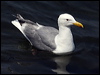 glaucous_winged_gull_69948