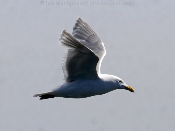 Glaucous-winged Gull glaucous_winged_gull_67795.psd
