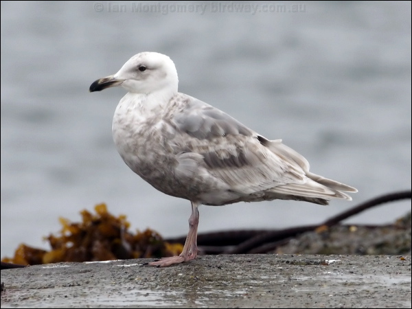 Glaucous-winged Gull glaucous_winged_gull_68535.psd
