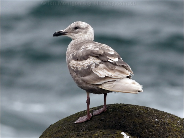 Glaucous-winged Gull glaucous_winged_gull_69099.psd