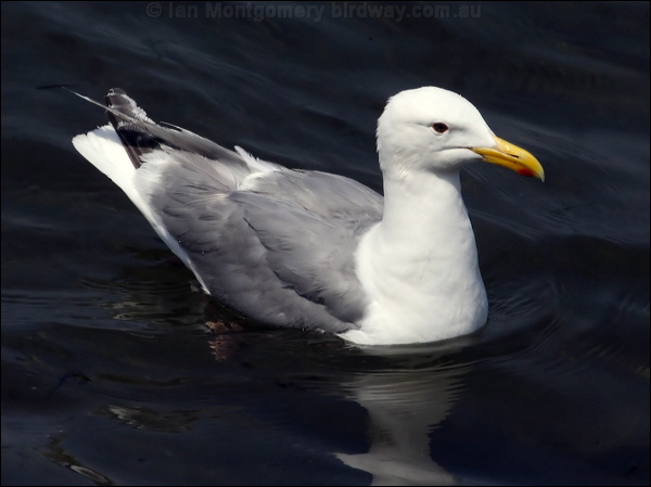 Glaucous-winged Gull glaucous_winged_gull_69948.psd