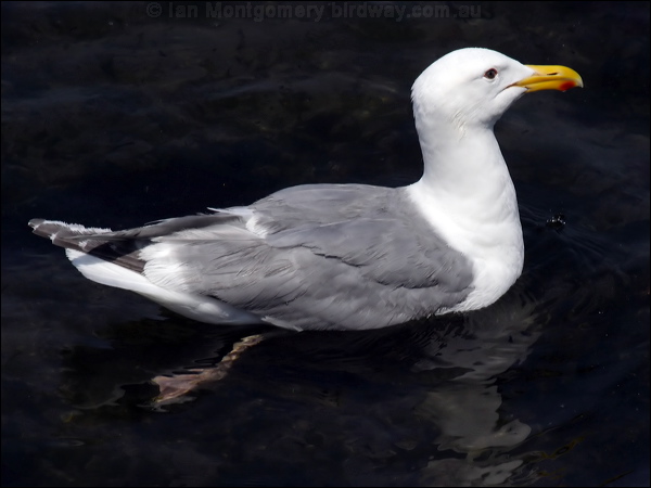 Glaucous-winged Gull glaucous_winged_gull_69958.psd
