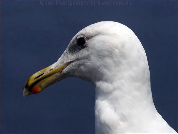 Glaucous-winged Gull glaucous_winged_gull_69959.psd