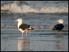 greatblackback_gull_05137