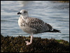 greatblackback_gull_05487