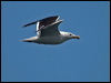greatblackback_gull_144940