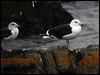 greatblackback_gull_83938
