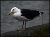 greatblackback_gull_83943