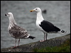 greatblackback_gull_83944
