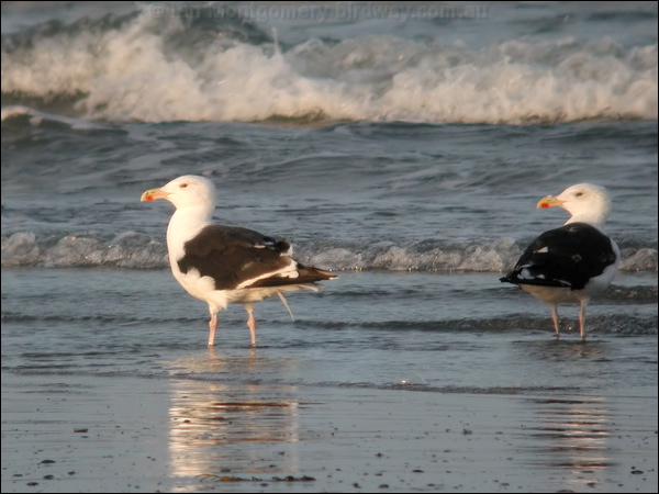 Great Black-backed Gull greatblackback_gull_05137.jpg