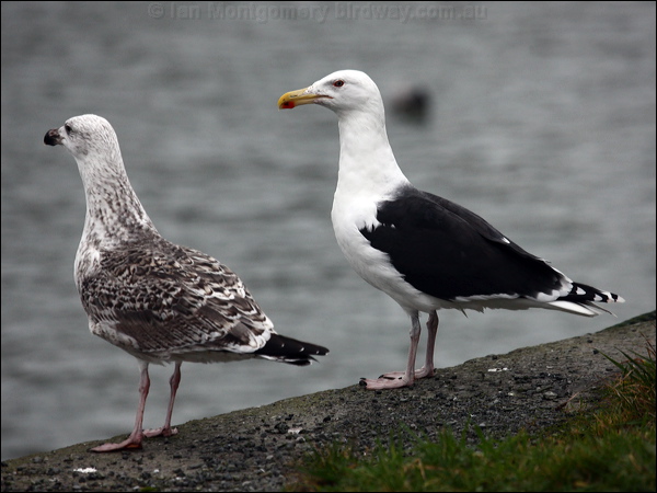 Great Black-backed Gull greatblackback_gull_83944.psd