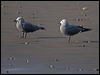 grey_gull_208440