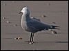 grey_gull_208463