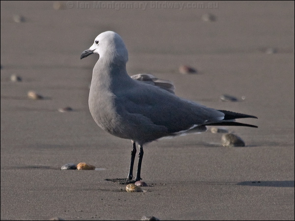 Grey Gull grey_gull_208463.psd