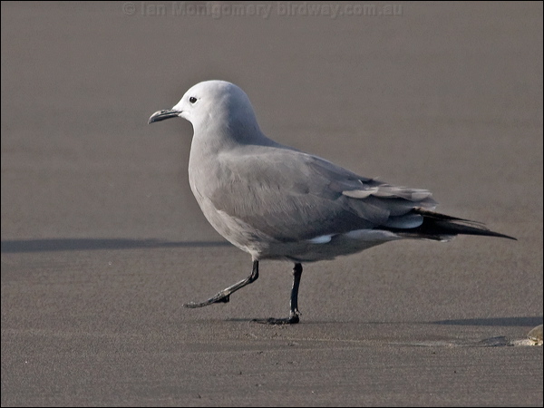 Grey Gull grey_gull_208467.psd