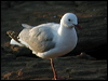 hartlaubs_gull_04346