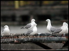 hartlaubs_gull_04766