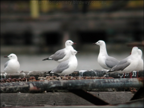 Hartlaub's Gull hartlaubs_gull_04766.psd