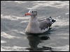 heermanns_gull_106906