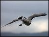 heermanns_gull_106962