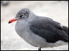 heermanns_gull_107671