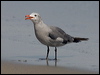 heermanns_gull_107845