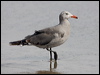 heermanns_gull_107856
