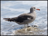 heermanns_gull_107864