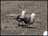 heermanns_gull_79786