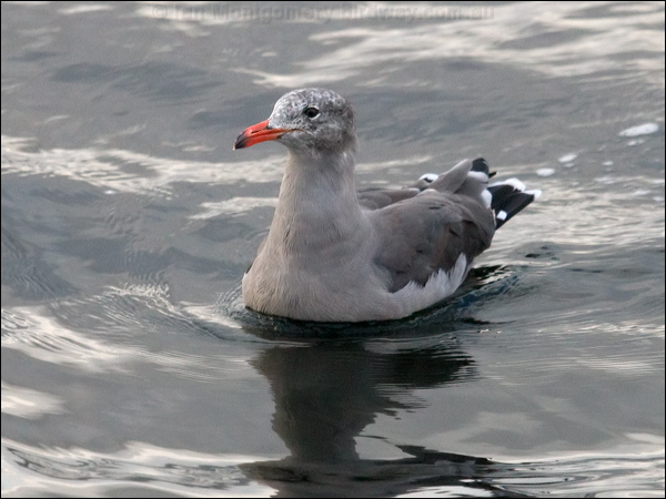 Heermann's Gull heermanns_gull_106906.psd