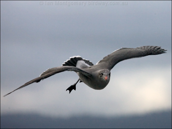 Heermann's Gull heermanns_gull_106962.psd