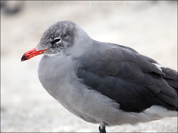Heermann's Gull heermanns_gull_107671.psd
