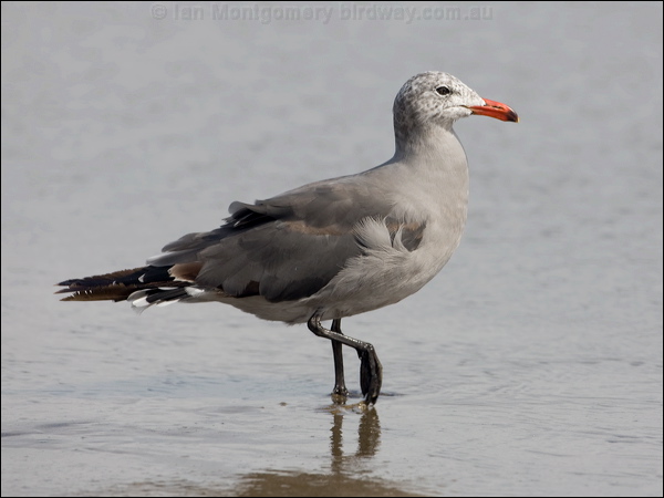 Heermann's Gull heermanns_gull_107856.psd