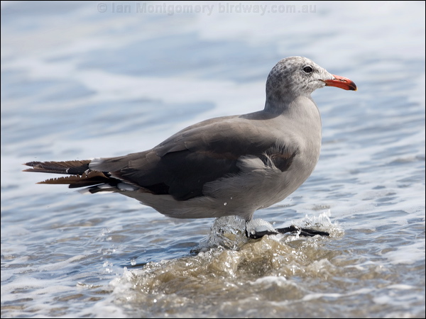 Heermann's Gull heermanns_gull_107864.psd