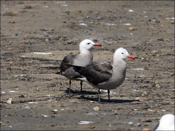 Heermann's Gull heermanns_gull_79786.psd