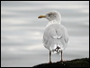 herring_gull_04998