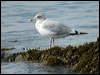 herring_gull_05498