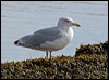 herring_gull_140593
