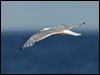 herring_gull_143324