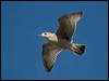 herring_gull_163333