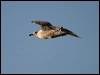 herring_gull_19108