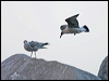 herring_gull_19269