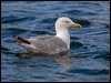 herring_gull_201322