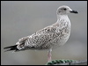 herring_gull_20159