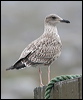 herring_gull_20174