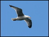 herring_gull_51834