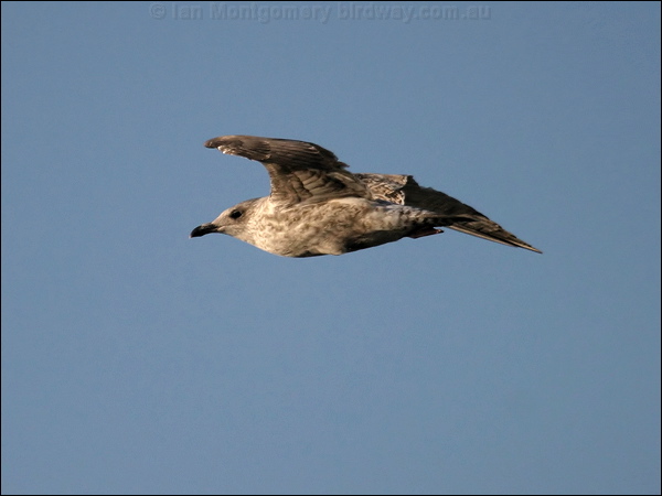 European Herring Gull herring_gull_19108.jpg