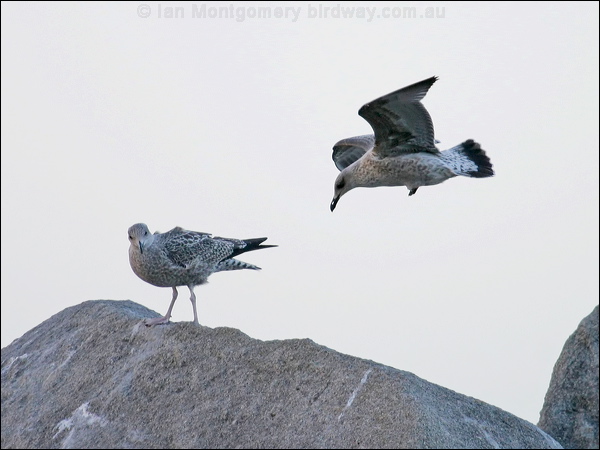 European Herring Gull herring_gull_19269.jpg