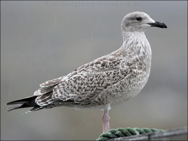 European Herring Gull herring_gull_20159.jpg
